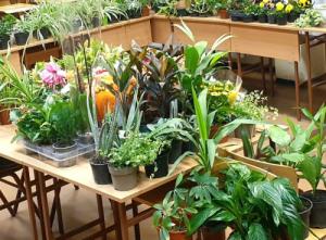 Szeresd a virágot! Virágvásár 2025